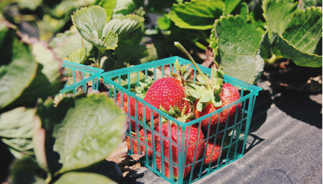 Kire tuma feugiat vero eos et accusam et justo duo dolores et ea rebum